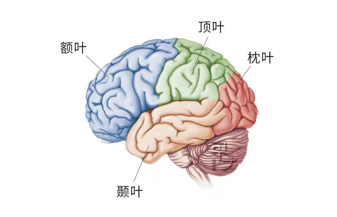 如何用脑科学的方式打开传统骨相学？