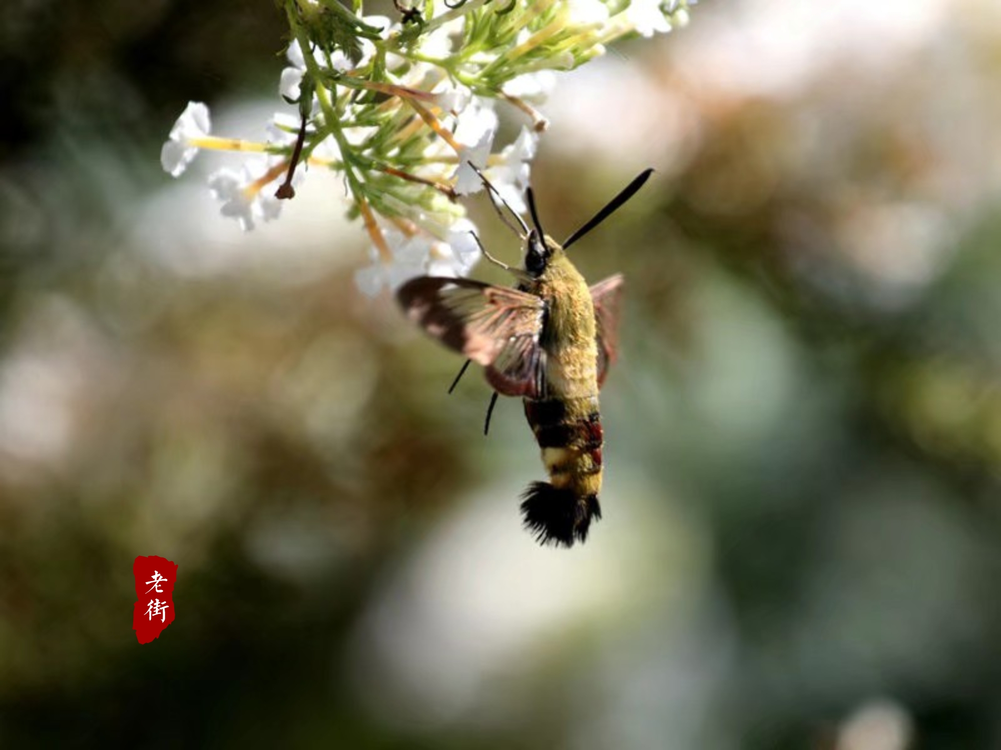 蝉噪林逾静风定花犹落，有什么不同？诗中对联应该怎样对？