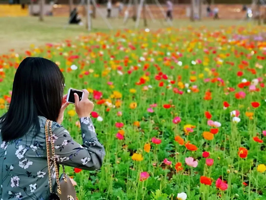 天河｜花城看花丨天河公园，虞美人花开，春摇荡
