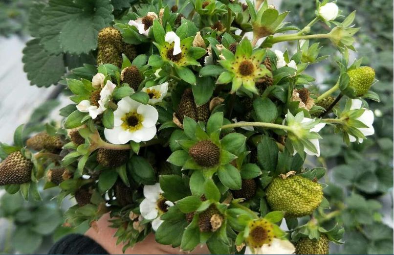 草莓花蕊发黑怎么回事?