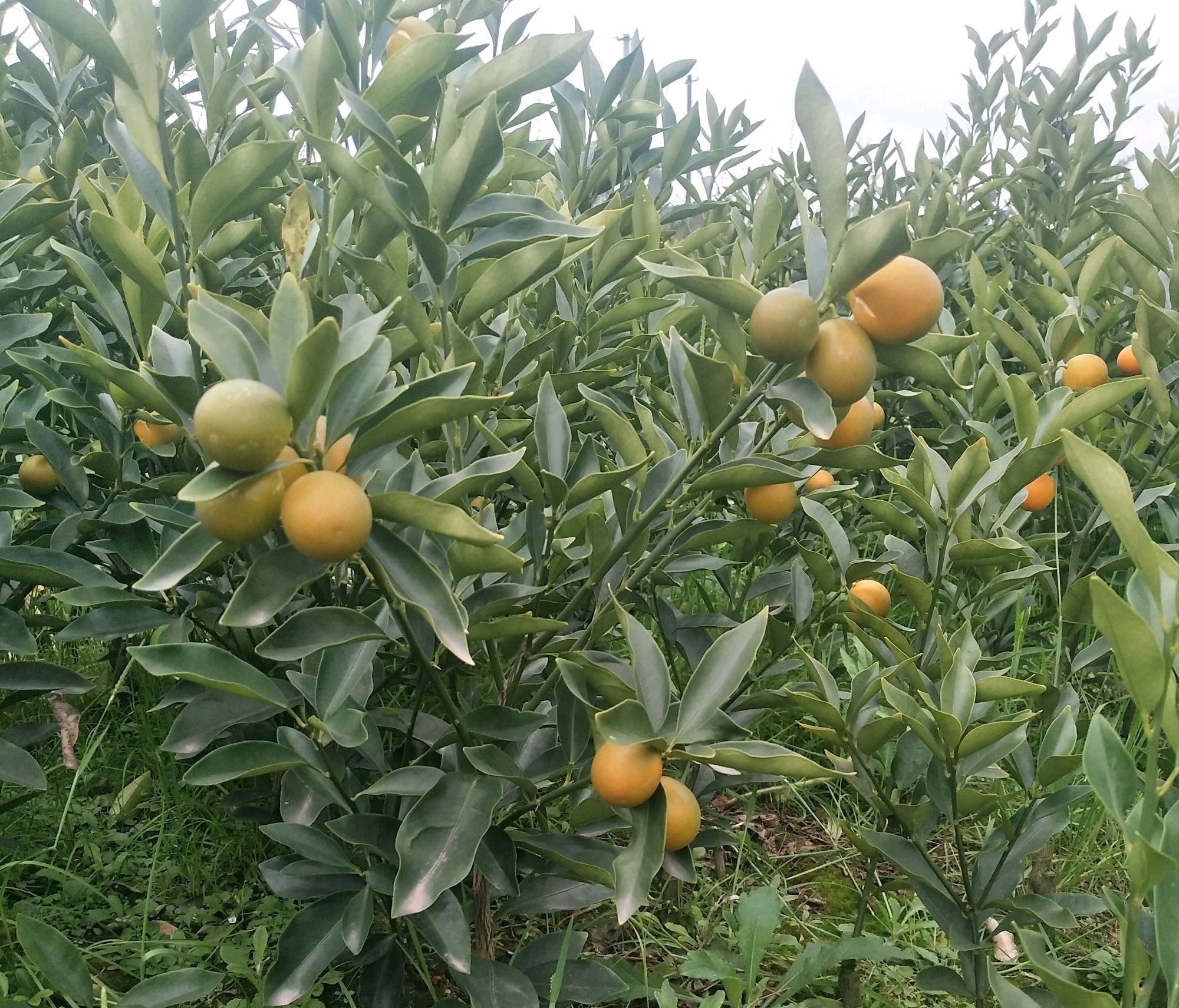 金桔叶子发黄发干生长不旺盛怎么办 -骁龙网