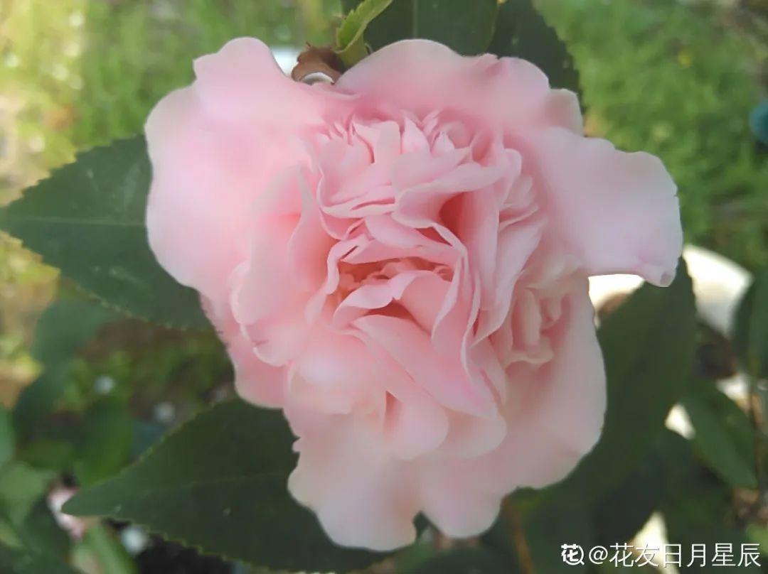 冬天常见的茶花 6个 毛病 经常犯 真难养 杜鹃红山茶 佳辰