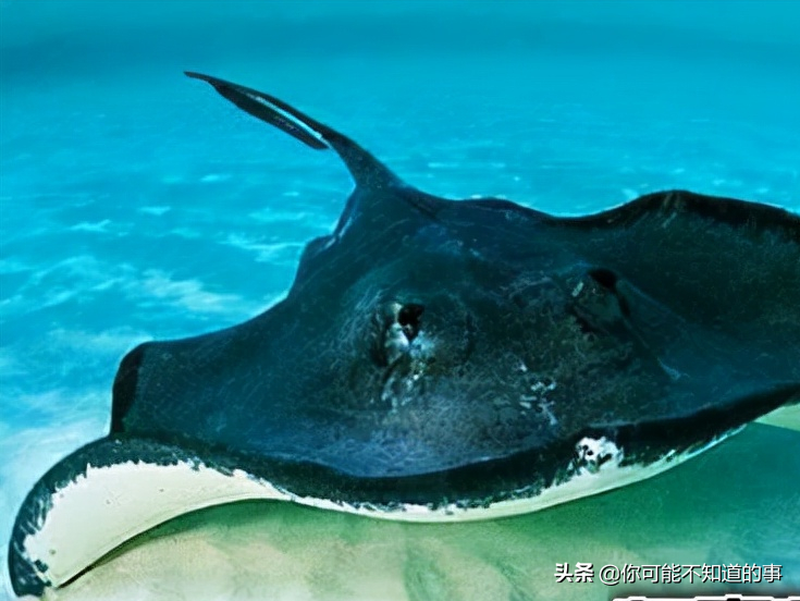 世界上最危险的海洋生物 探索神秘海洋十大最危险生物