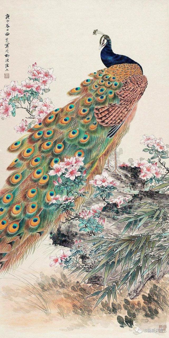 孔雀东南飞！高贵、冷艳的白孔雀