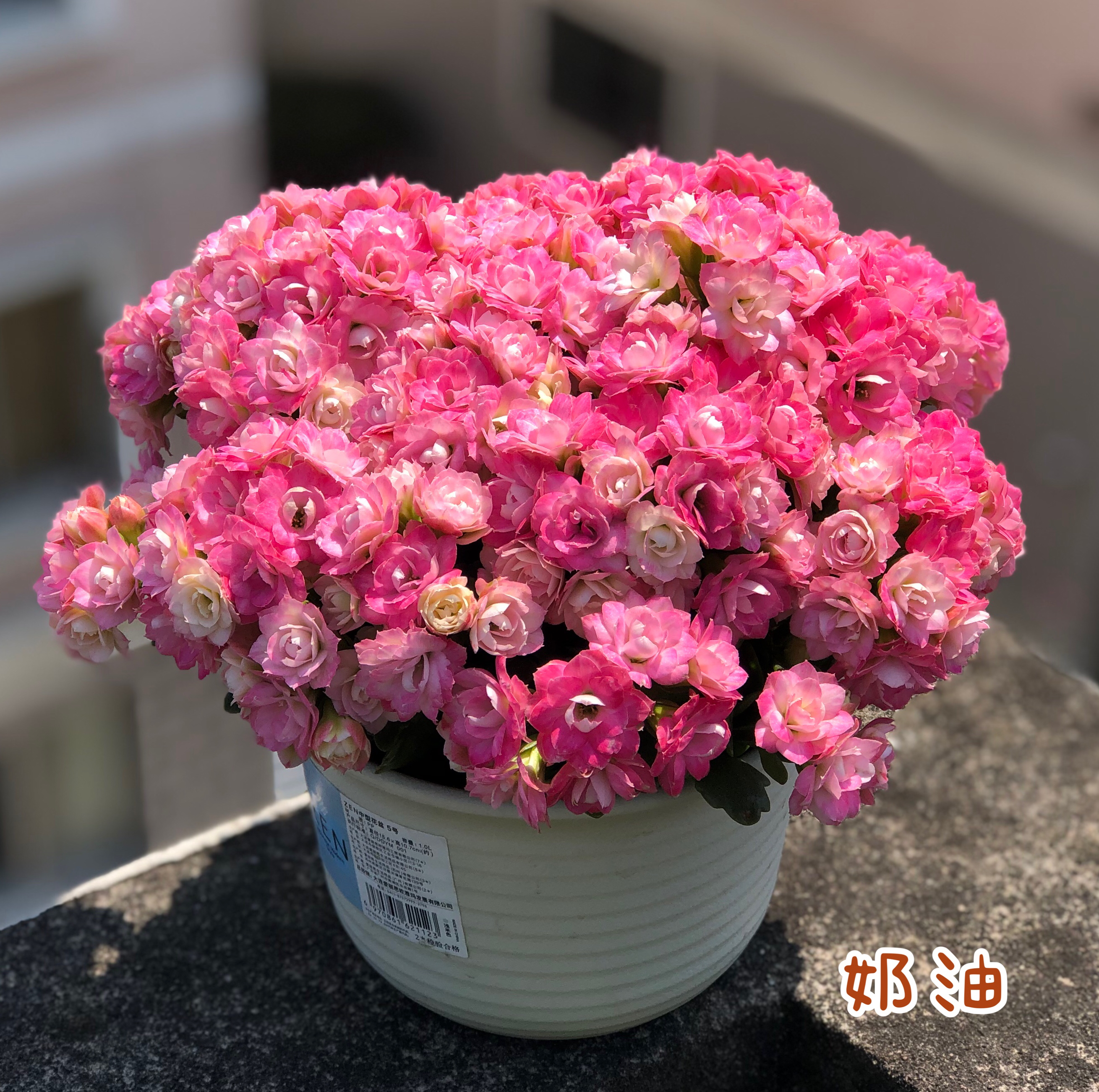 伽蓝菜的功效与作用（教你如何种伽蓝菜详细教程）