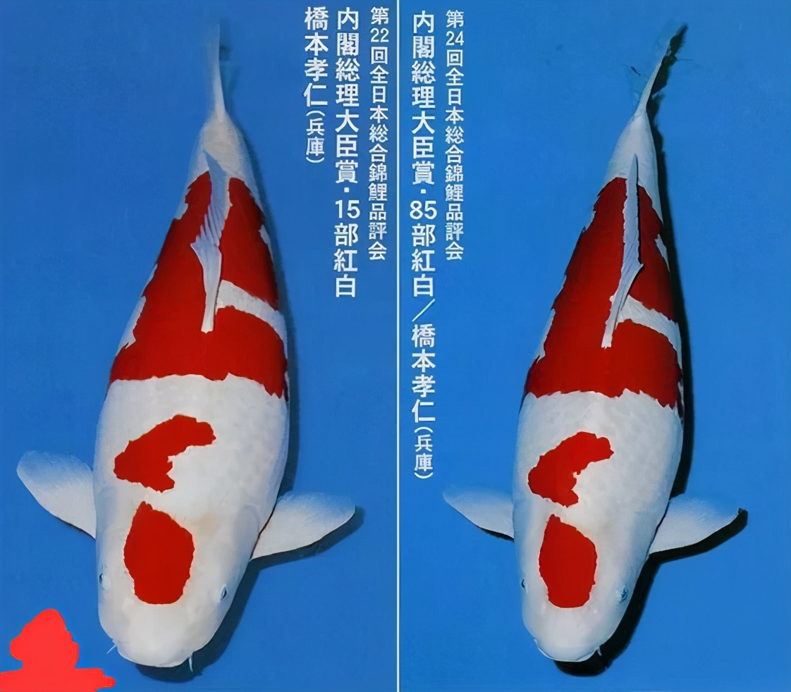 世界上五种昂贵的观赏鱼，锦鲤楼兰这只鱼能换一套小别墅