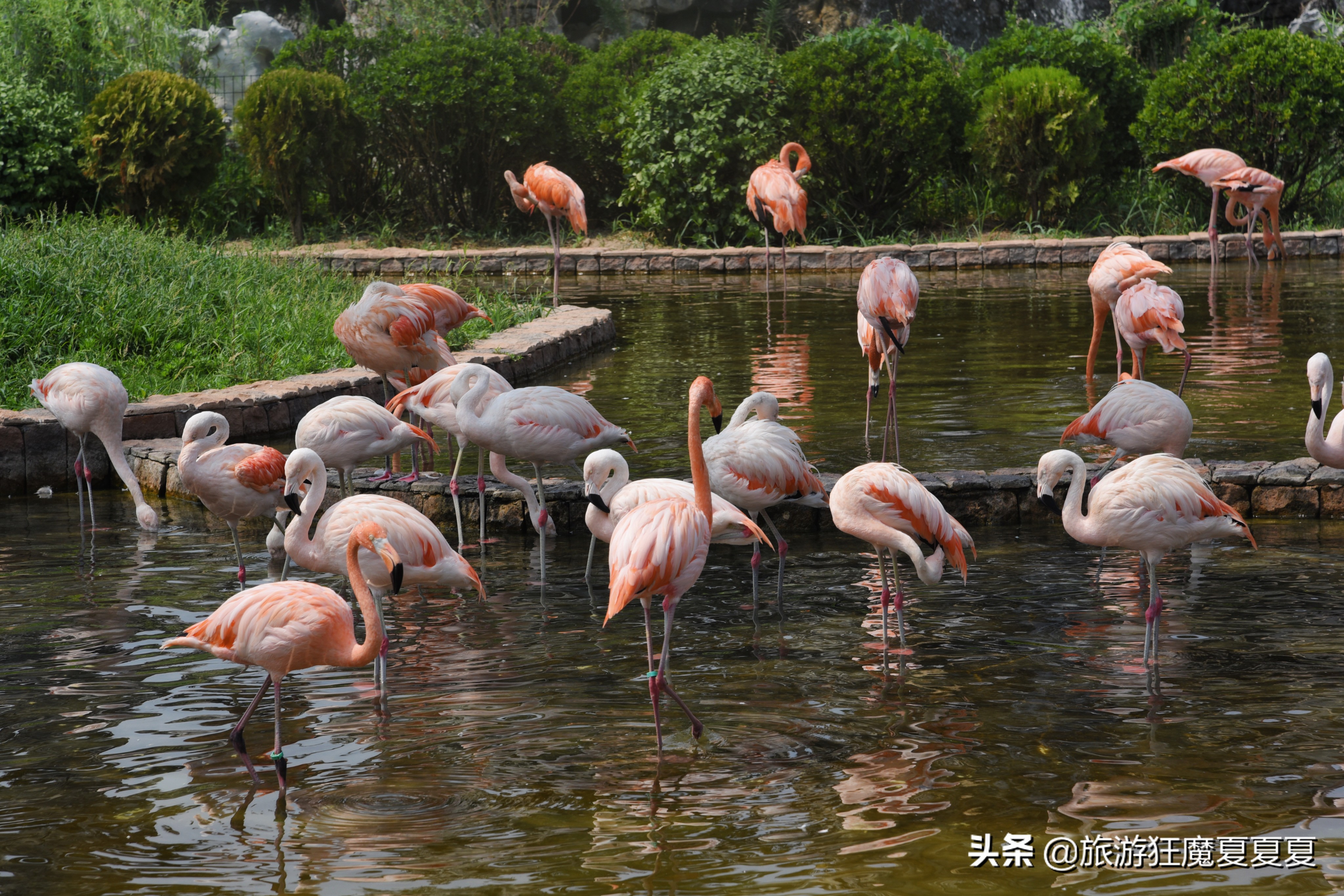 能接触的也大多都是植物,而与动物接触的媒介,也只有动物园了