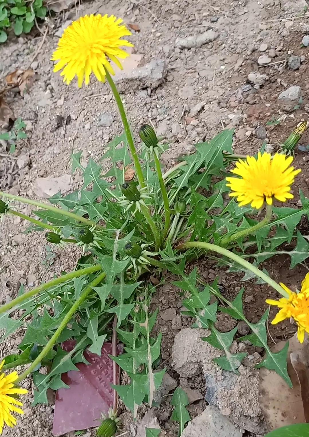 农村6种常见野菜,城里人没吃过,比青菜好吃营养,你吃过几种