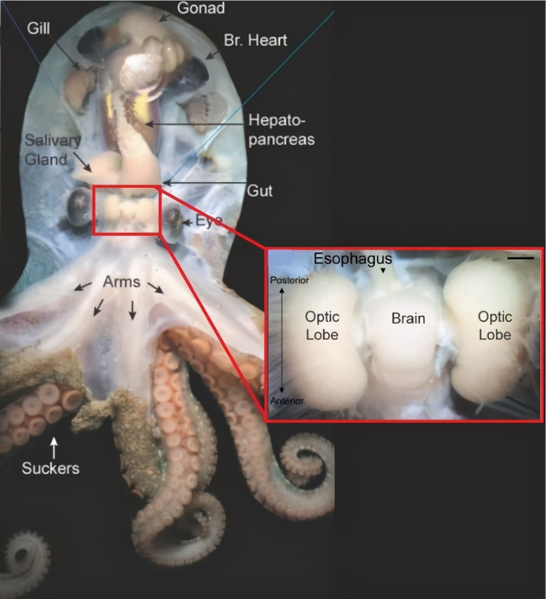 【章鱼独特的生理结构】