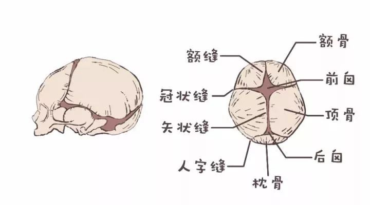 三个月婴儿头垢图片（宝宝的囟门一碰就会傻）