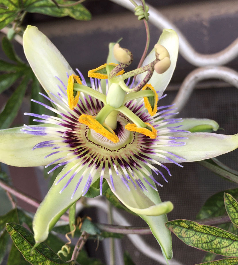 世界上最神奇的植物十大植物之最