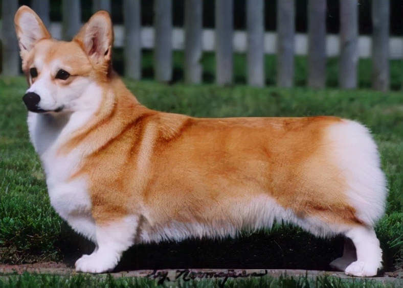 世界犬种智商排名榜前 30 名的聪明狗狗