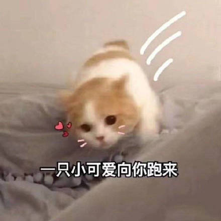 猫咪表情包：你忍心不理我吗