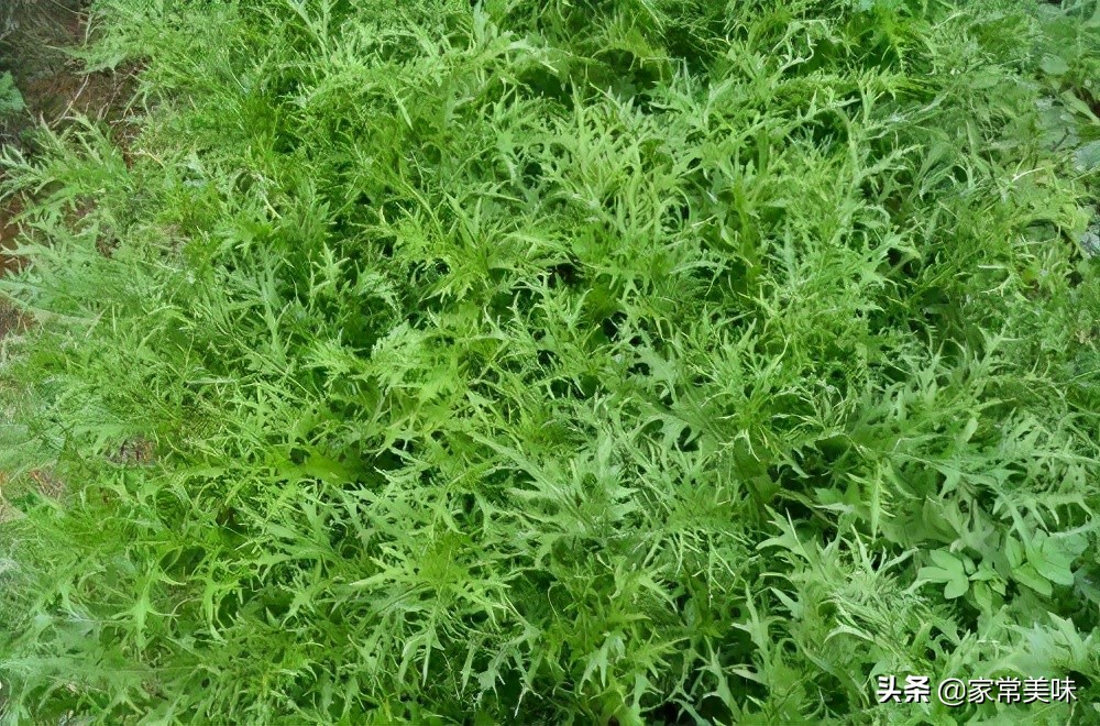 新鲜梅菜图片(梅干菜) - 赤虎壹号