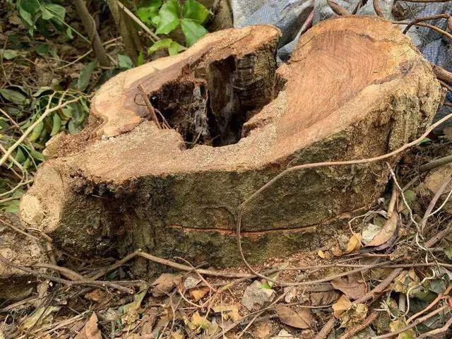 莽子鱼的故事告诉我们什么道理 _飞翔号