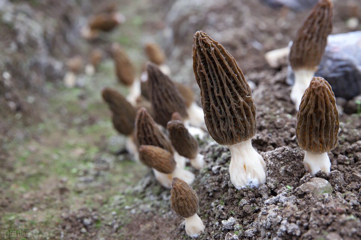 羊肚菌要怎么种?