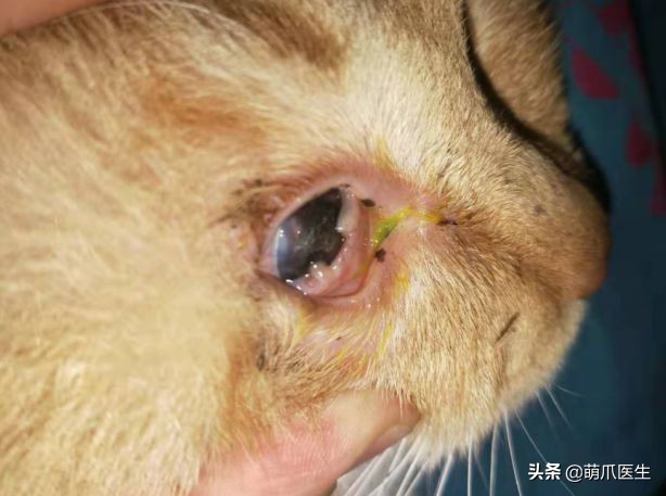 猫咪眼部分泌物不容忽视！预防眼部疾病，清洁和健康饮食很重要