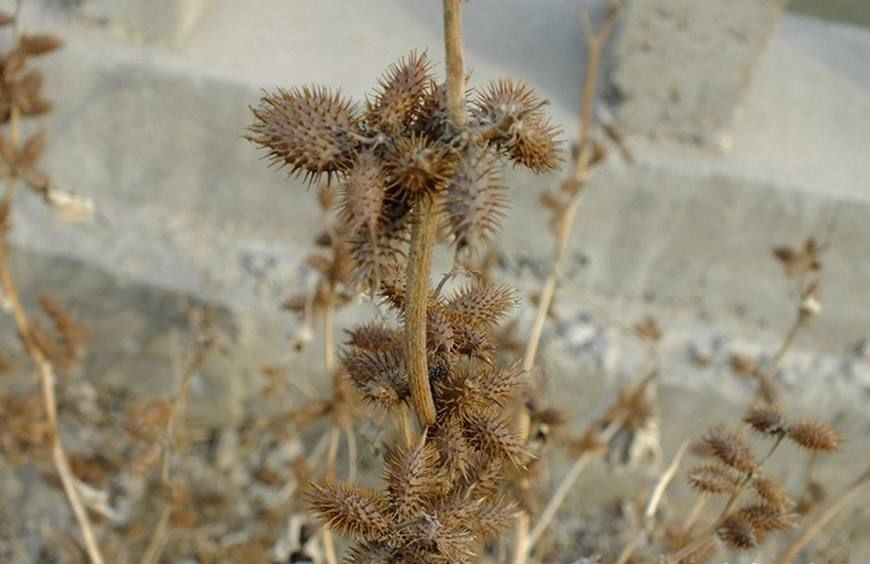 3.苍耳子可散寒除湿,通窍止痛,消肿排脓.2.