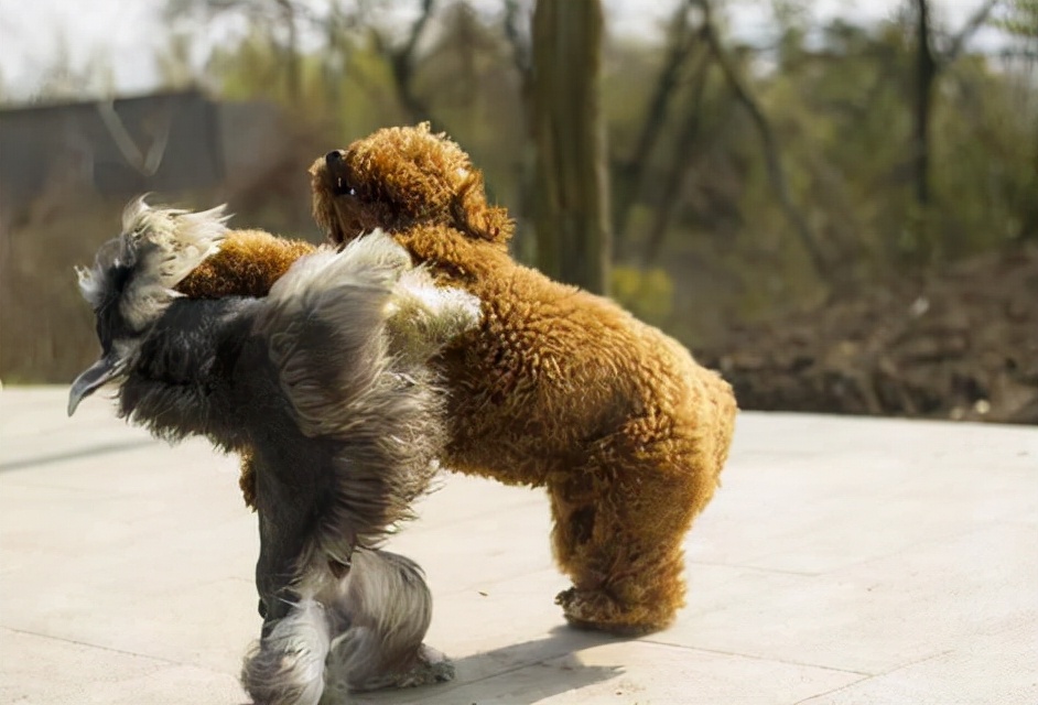 泰迪犬很可爱，但是养它的坏处不少，你都知道吗？