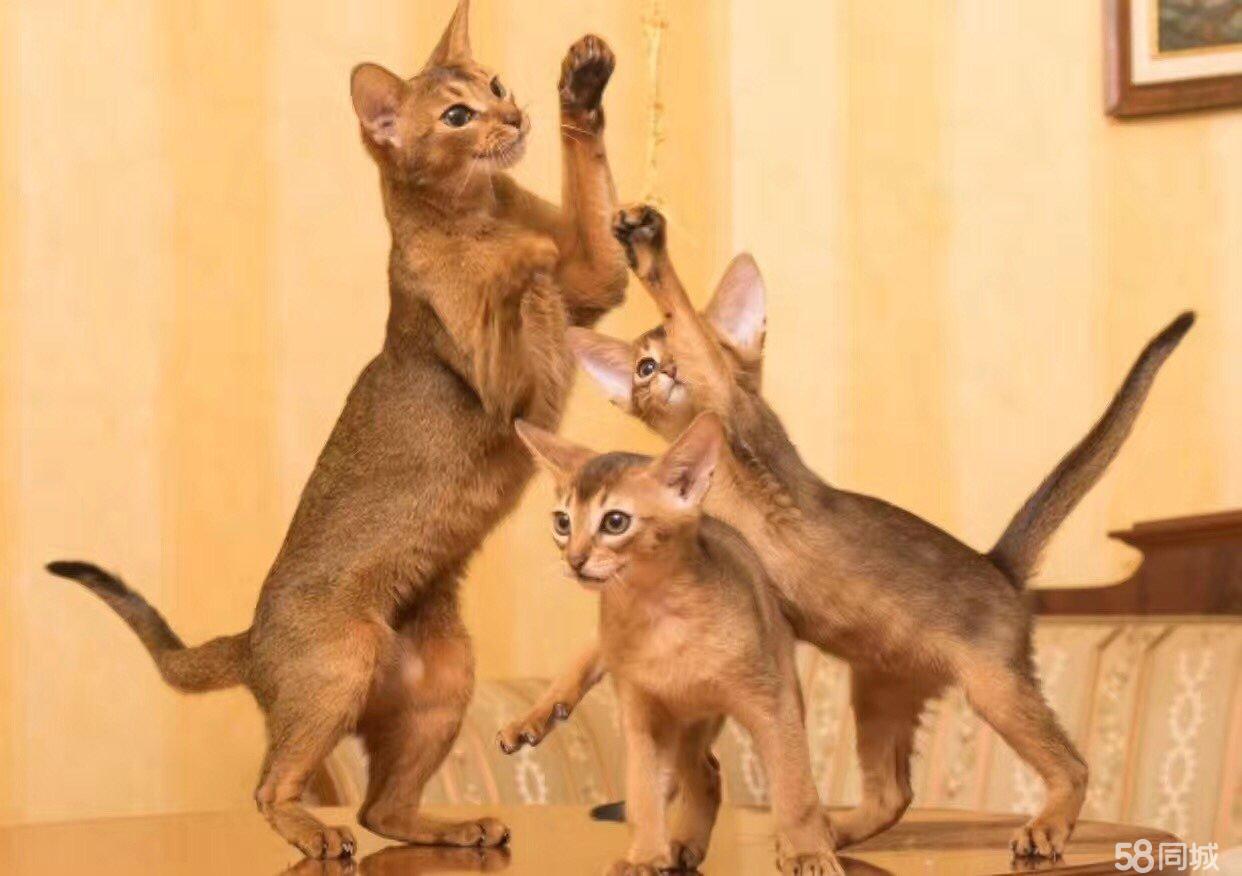 最贵的猫咪，你觉得它们好看吗