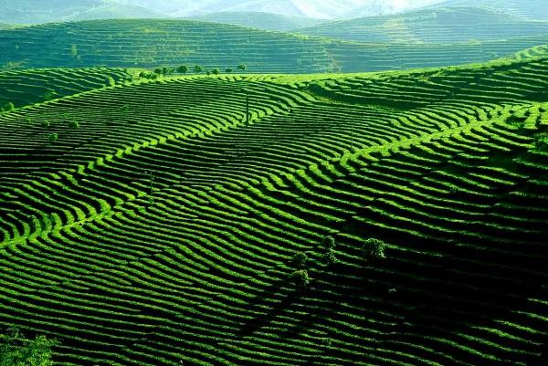 思茅学院乎？普洱学院也