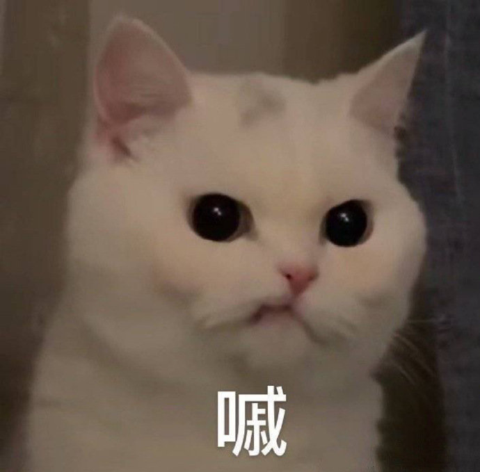 猫咪表情包合集你这是想干嘛呀？