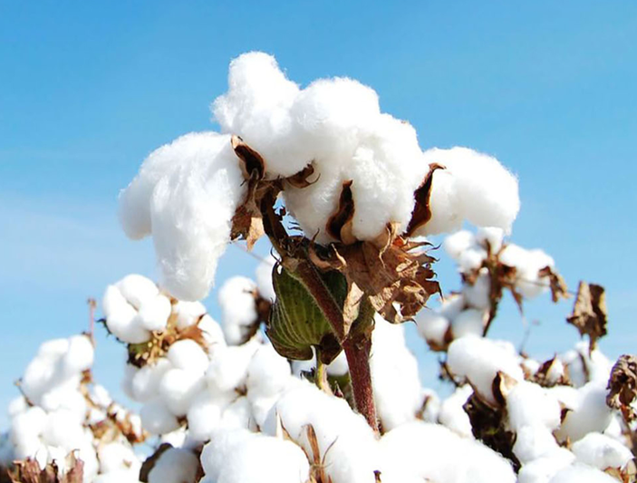 今年高考热点：新疆棉花试题汇总