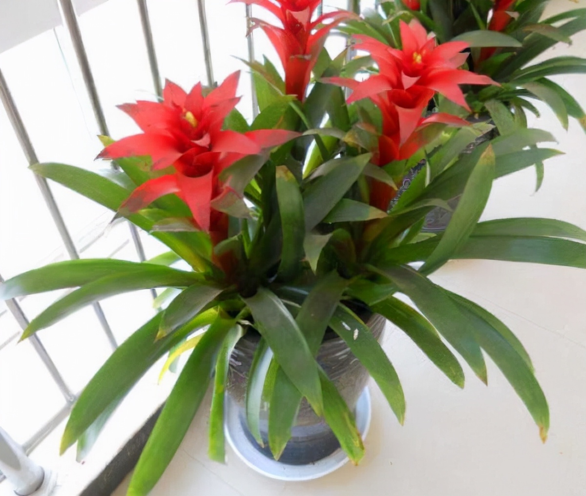 谈6种公认的招财花卉,养花人:观赏价值是次要的,重点是寓意好