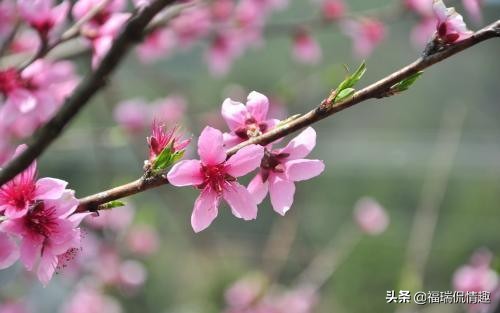 最深爱的你，此生遇见你足够，愿有岁月可回首，且以深情共白头