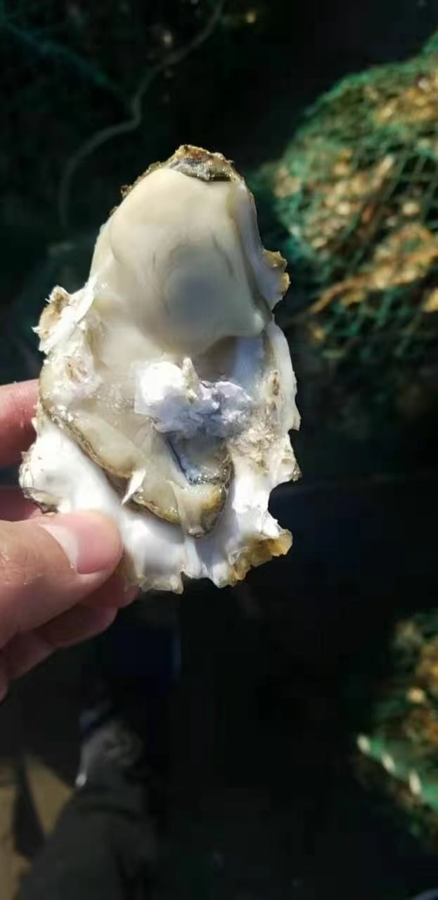 生蚝怎么做最好吃（分享生蚝烹饪的8种做法）
