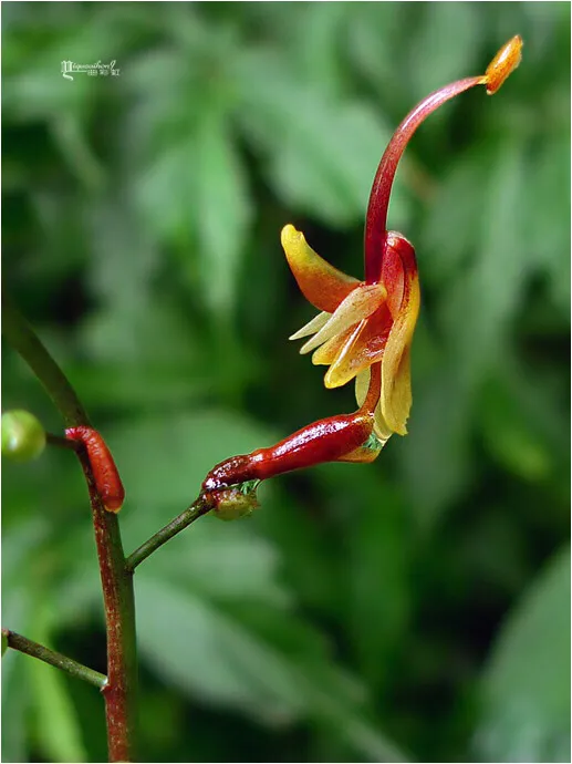 莲花山的野花