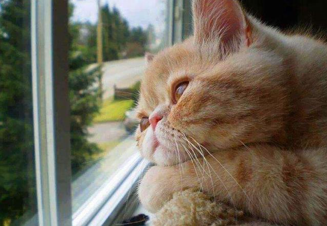 关于猫想主人的说说配图「搞笑」 _qq说说网