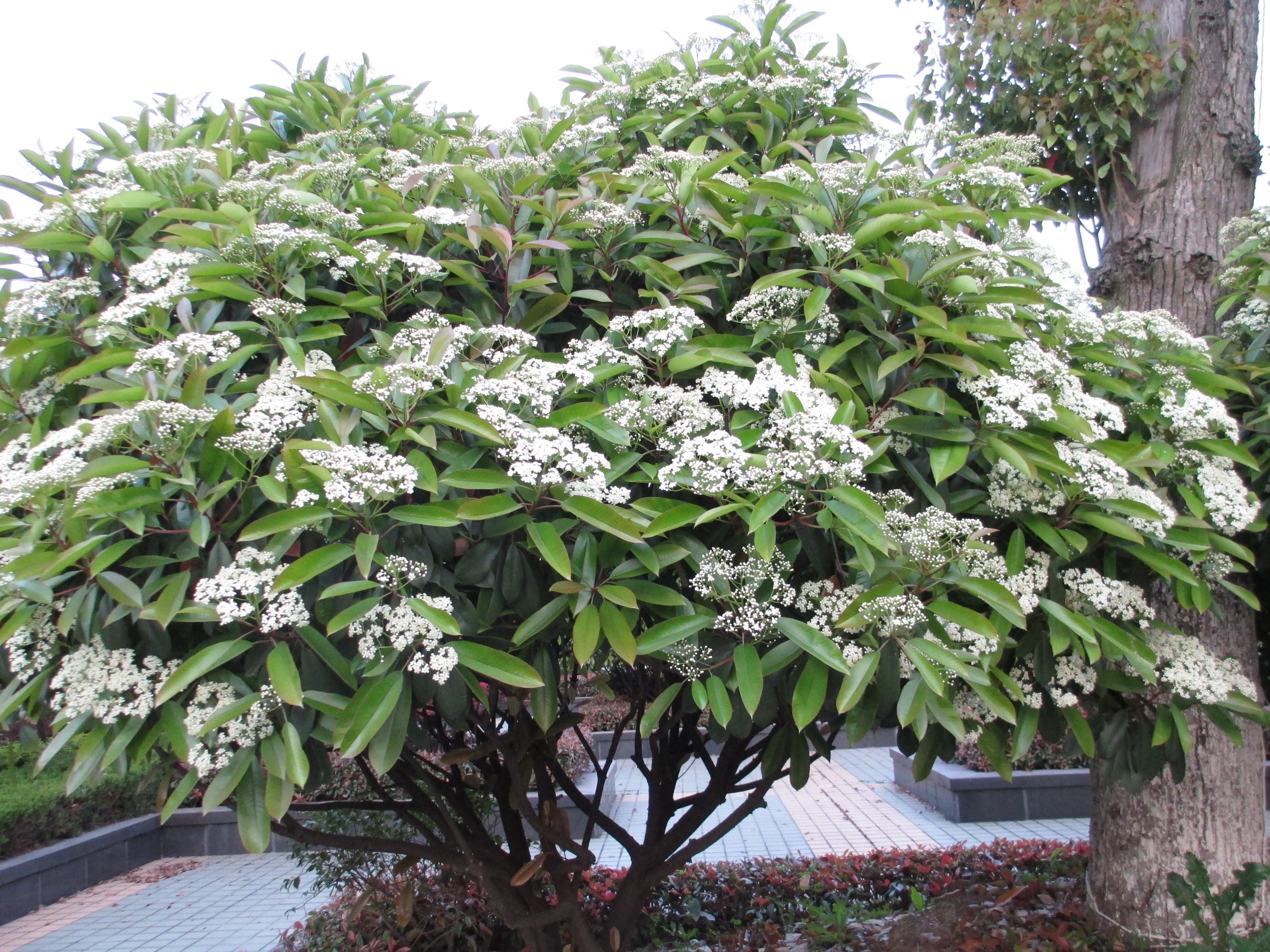 开花有生命味道的石楠花，为什么被绿化者青睐，4个原因算是解释