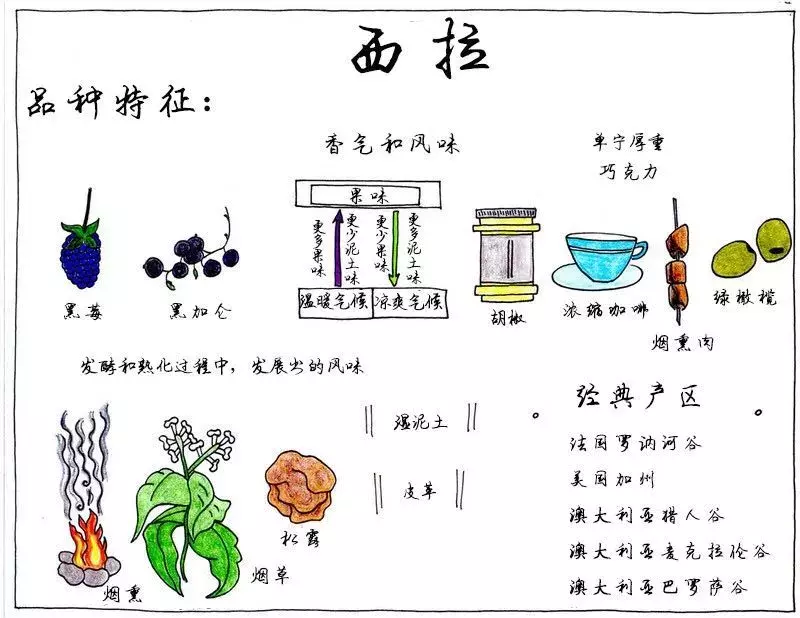 407(奔富 389 和 407 有什么区别？)