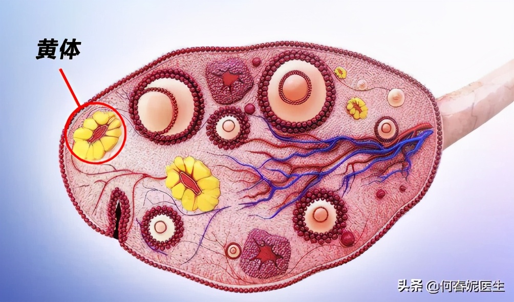 手把手教学,如何看懂激素六项检查报告?