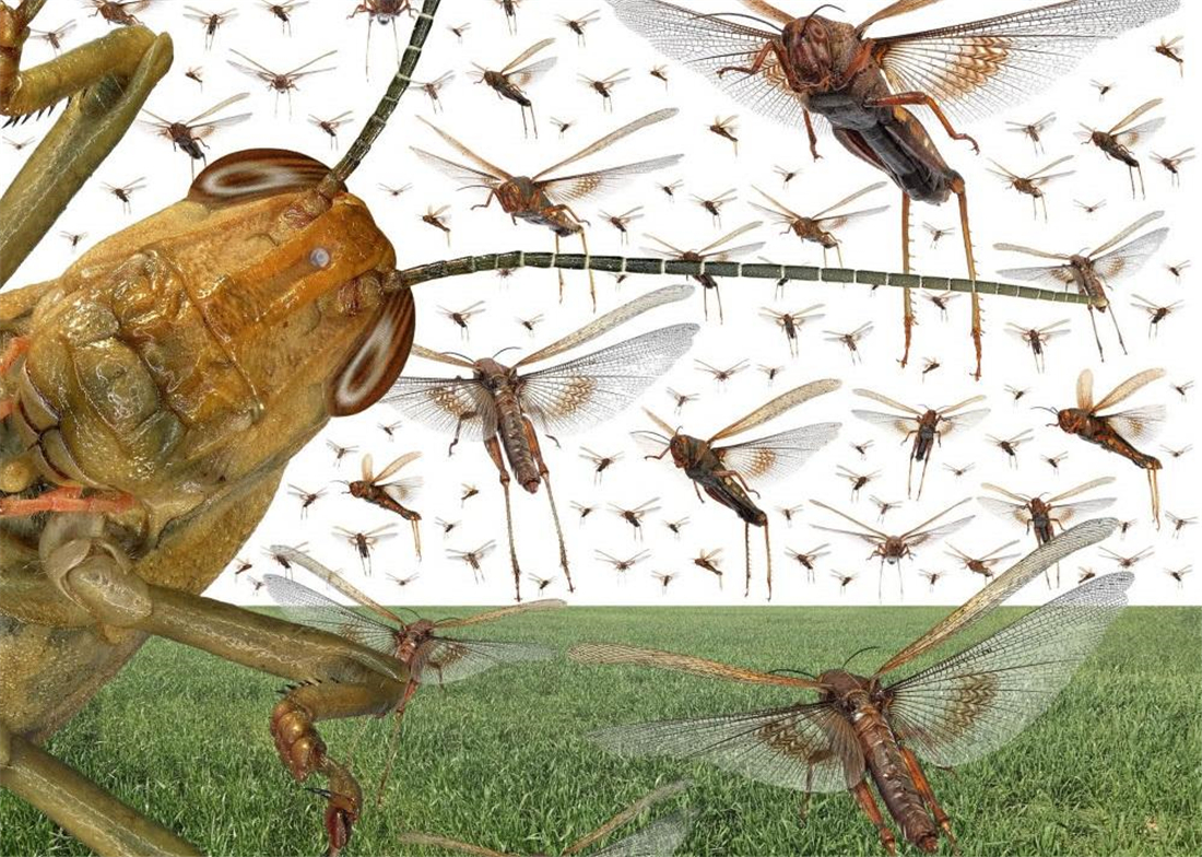 印度飞来了沙漠蝗虫印度蝗虫