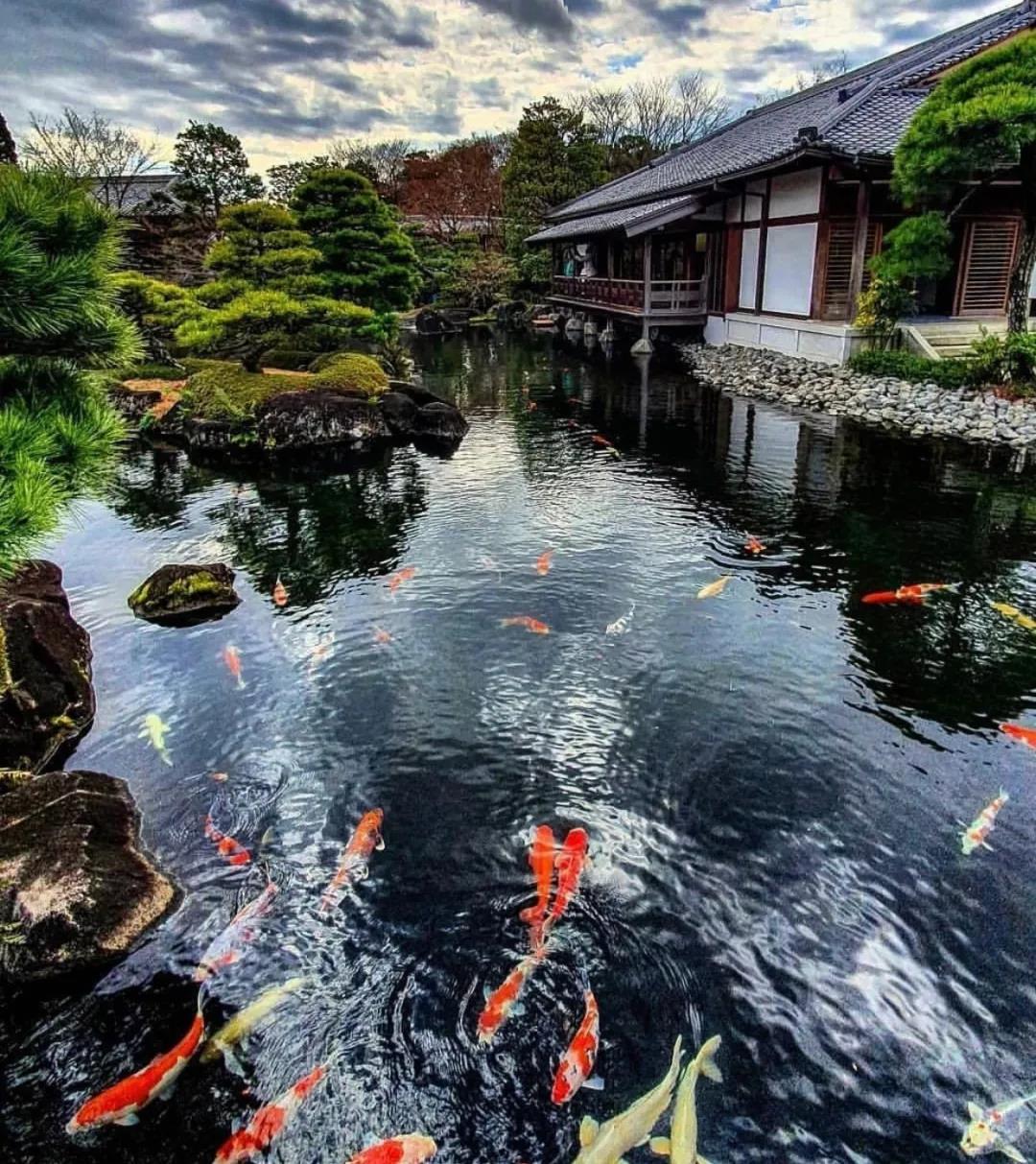 鱼池里的中国红，这样的庭院是不是爱了