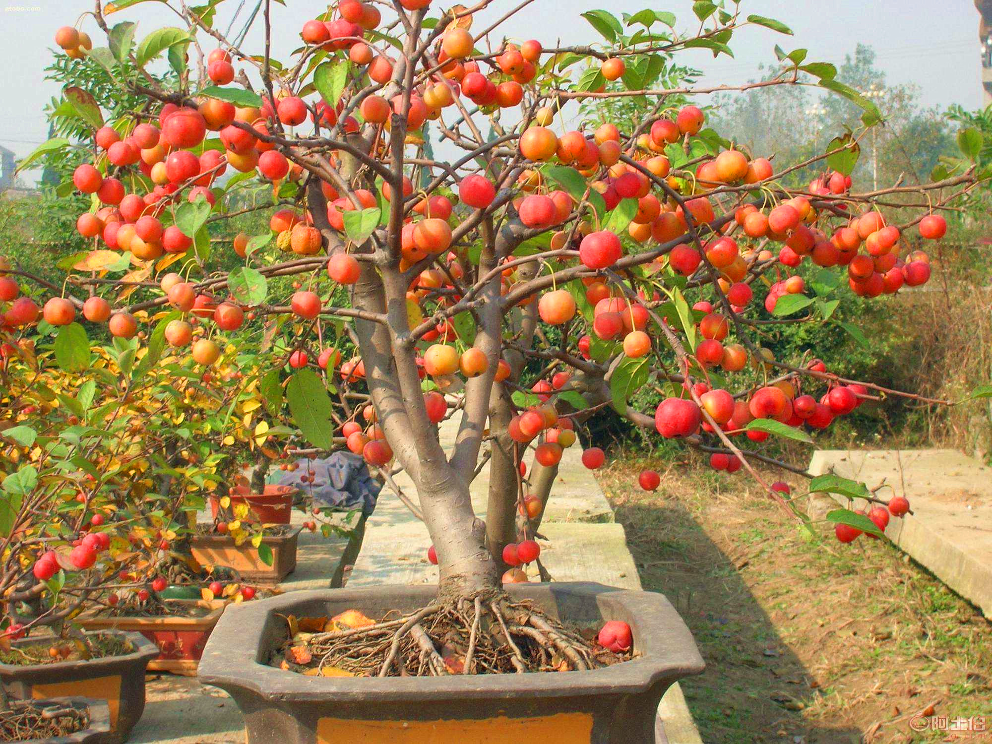 冬红果盆景图片(盆栽冬红果栽种土壤这样) - 赤虎壹号