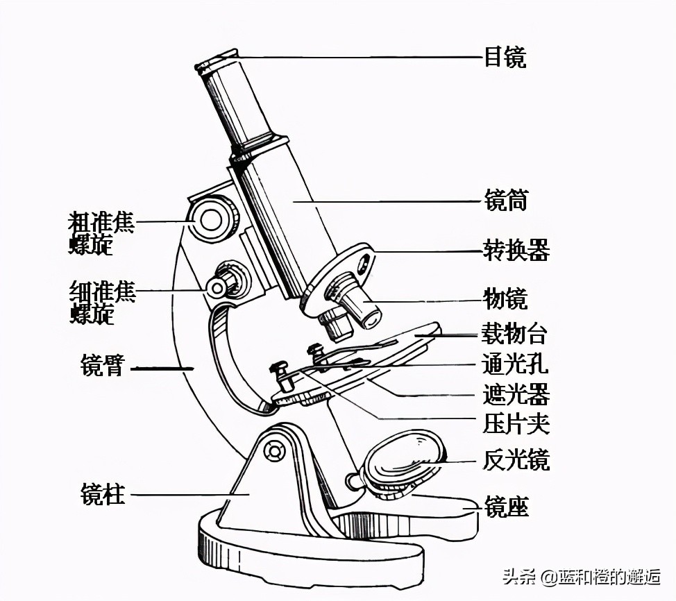 生物分类中超纲是什么意思(你对生物分类了解多少？)