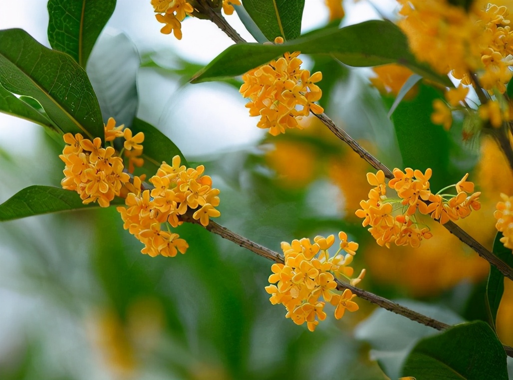 金桂花树价格桂花树也会结果吗