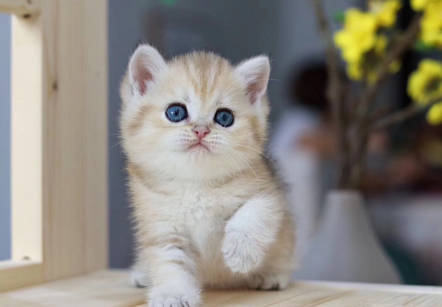 金渐层猫是英短里的土豪金，3款常见色，哪一款让你“更爱”？