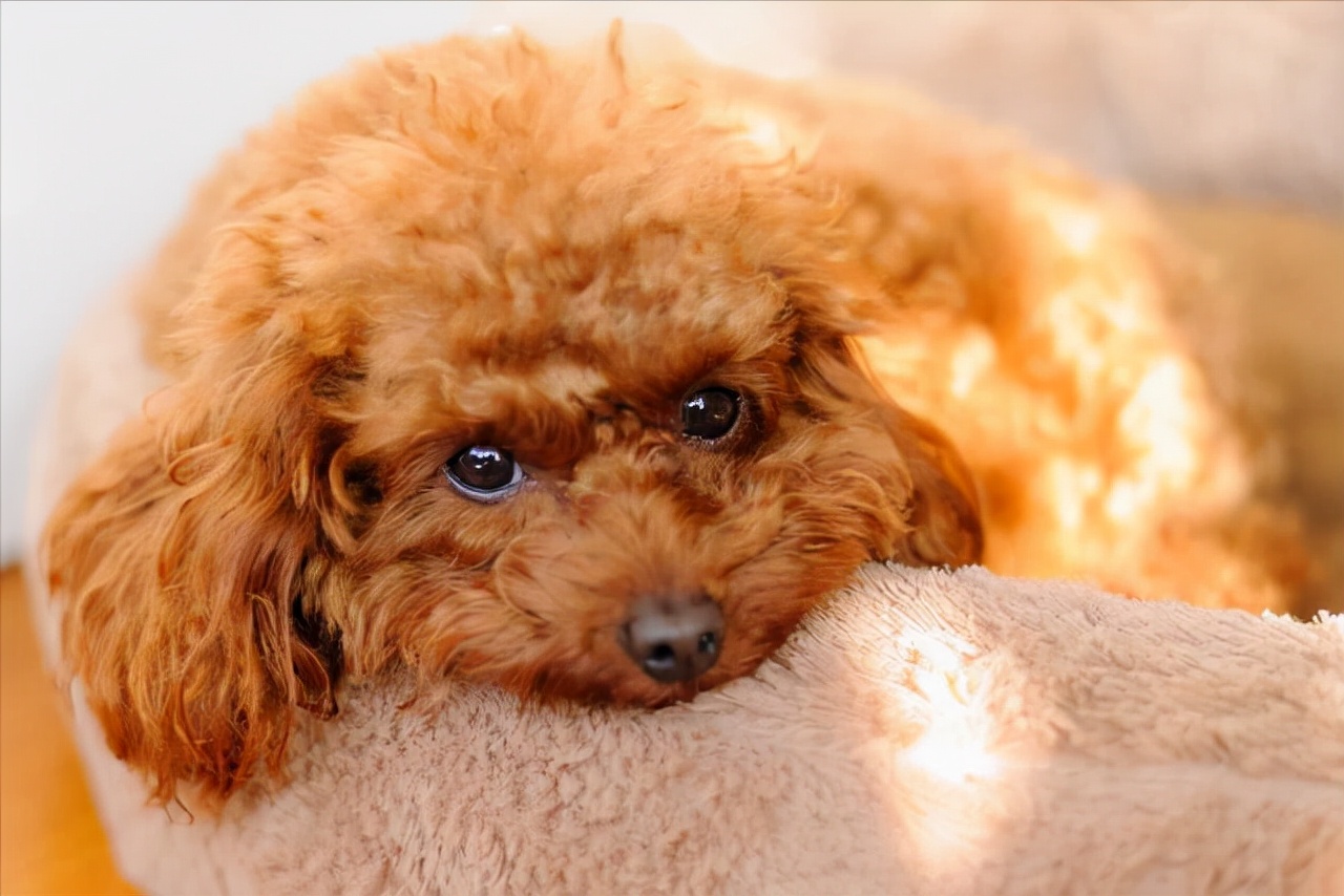 秋天是狗狗容易"躁动"的季节,这个季节的泰迪都特别容易发情.