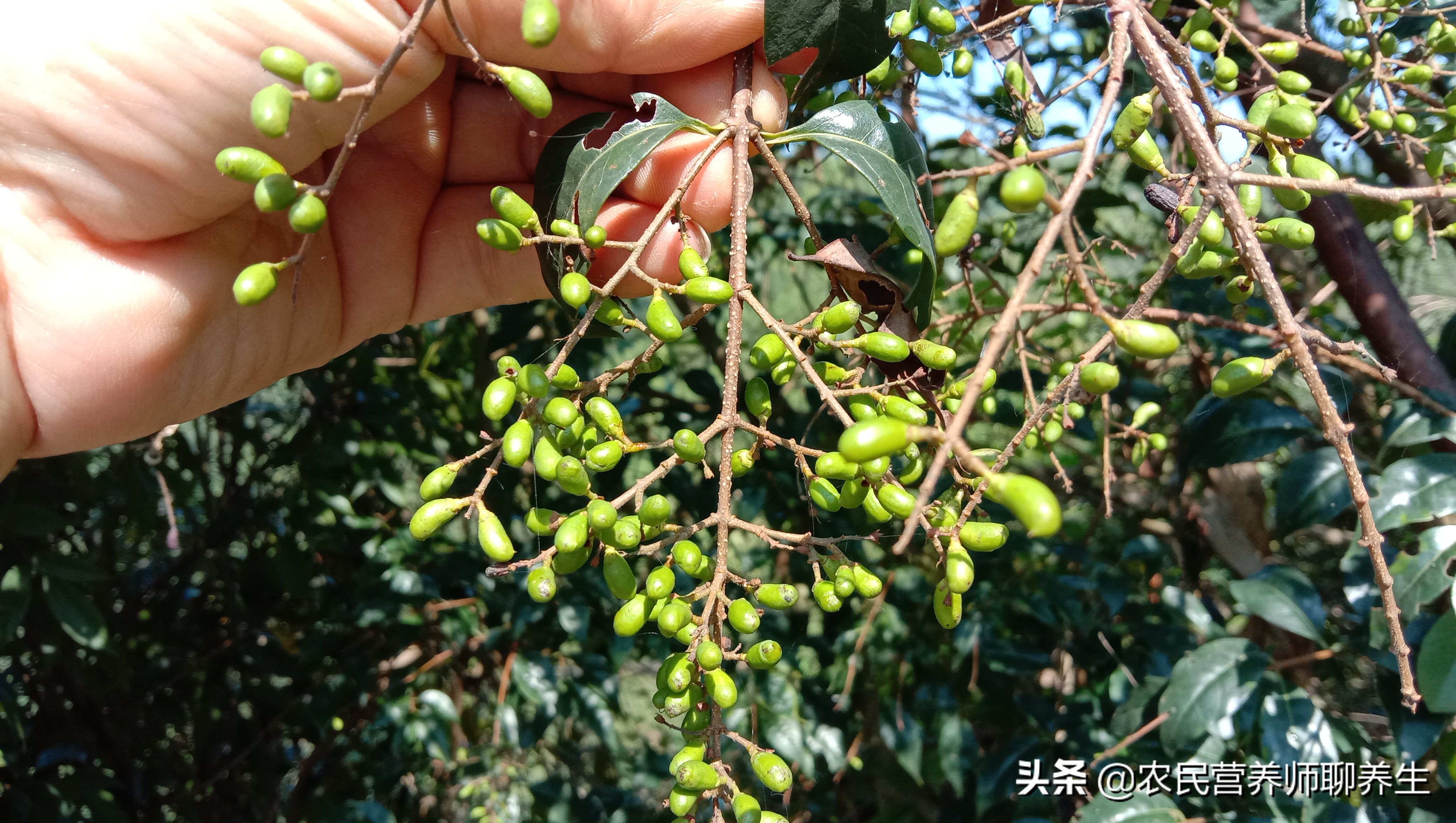 女贞叶子的功效与作用(女贞叶泡水喝有什么作用?)