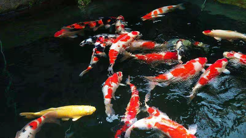 锦鲤鱼病(自建鱼池,锦鲤养殖时的常见鱼病及治疗办法)