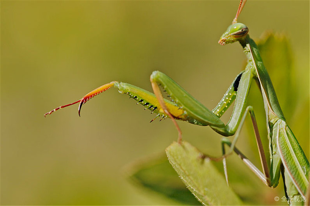 冒着生命危险交配？公螳螂真的会被母螳螂吃掉吗？