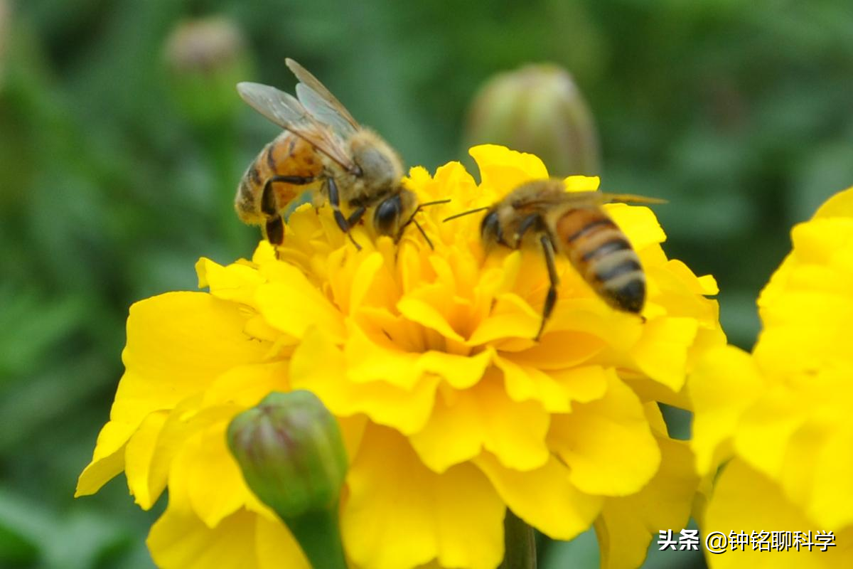 一妻多夫制的蜜蜂，为何边飞边交配，雄性交配完为何就会死亡？