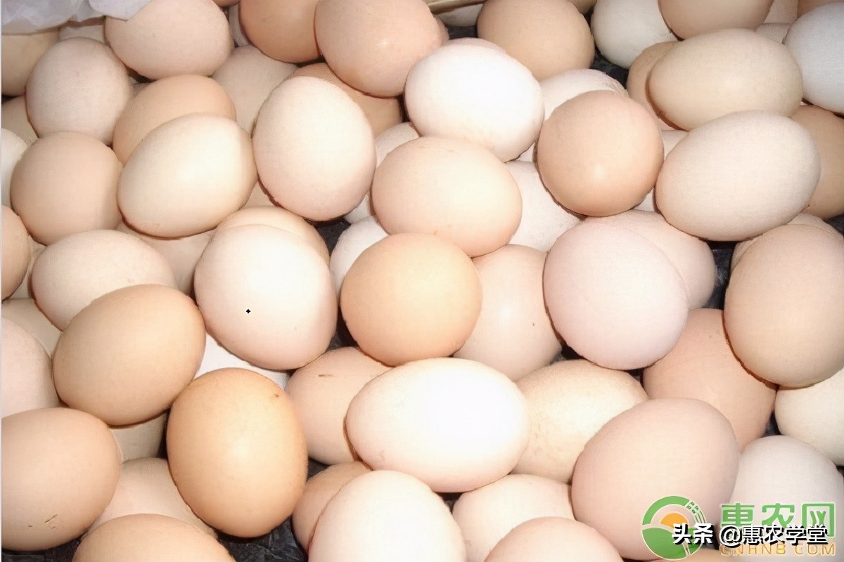 今日鸡蛋价格多少钱一斤？2021年3月鸡蛋价格最新行情预测