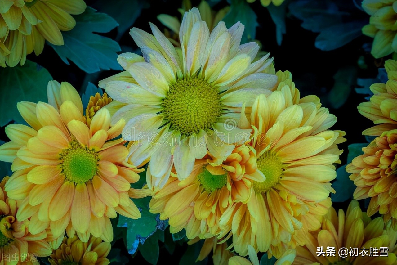 重阳节老人节诗词六首：白日明朝依旧在，黄花非晚是重阳