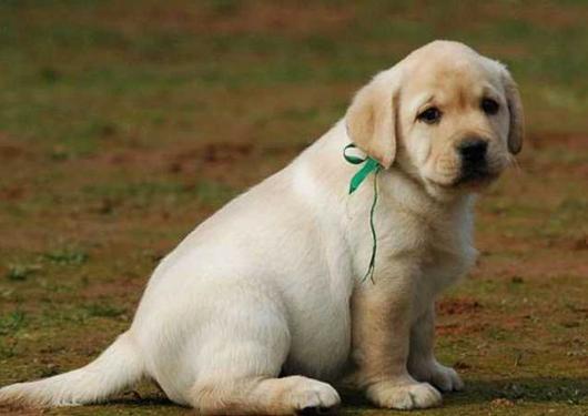 成年拉布拉多一天吃多少狗粮(拉布拉多犬吃什么狗粮好) - 青木春