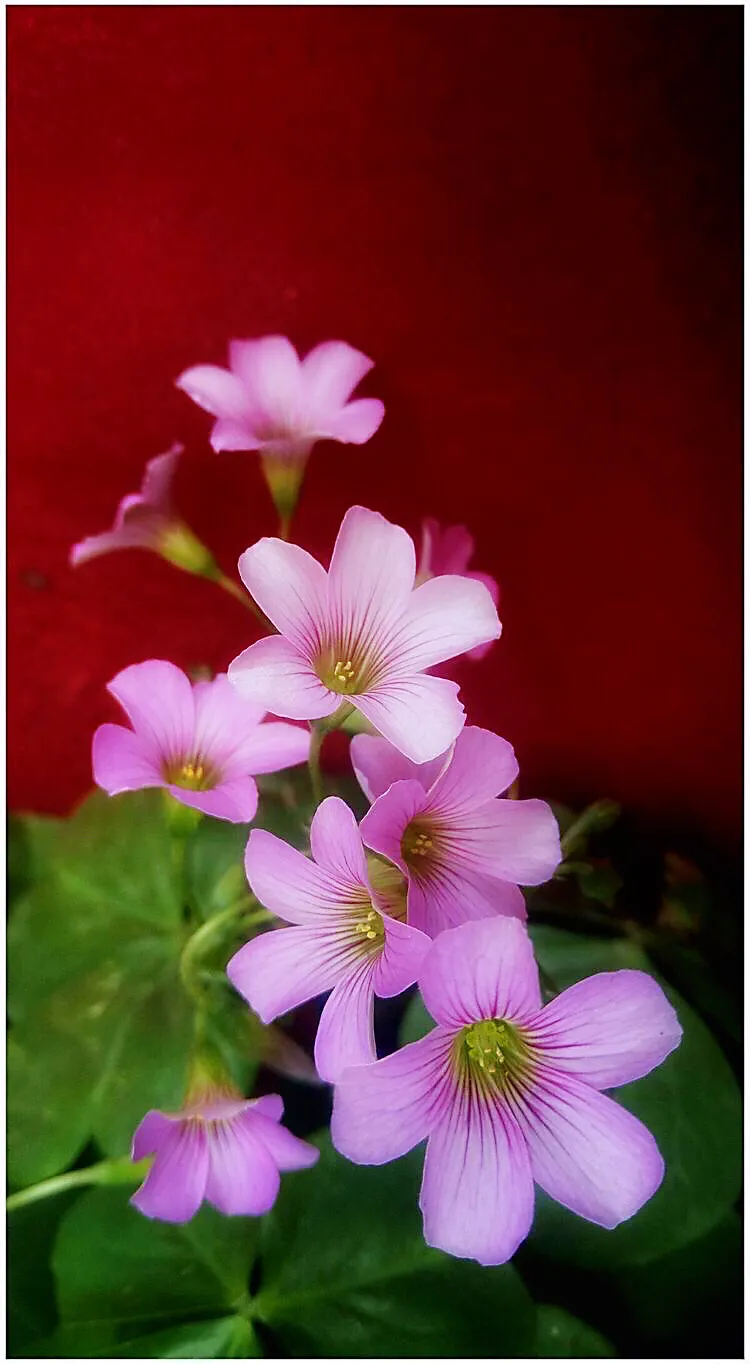 红花酢浆草是什么植物（红花酢浆草的生长环境）